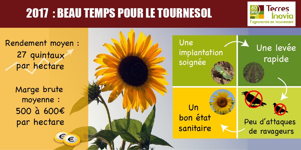 #Tournesol 2017 : la récolte en un coup d'œil ! 🌻