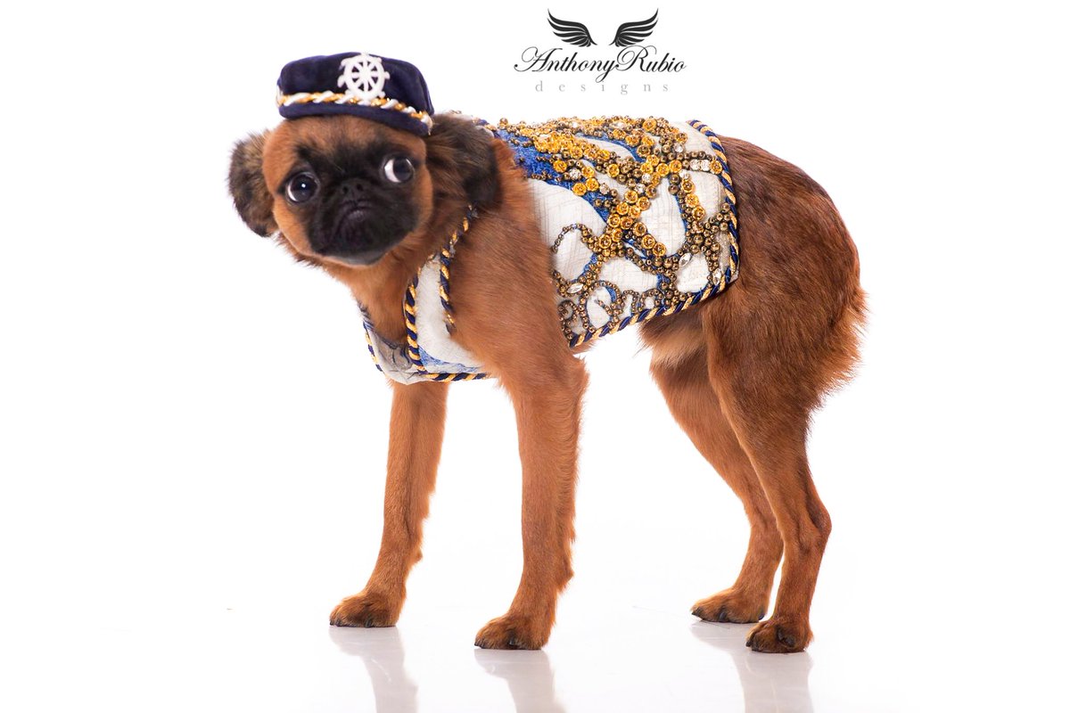 AnthonyRubio01's tweet photo. Canine Couture by Anthony Rubio
Model: @DanzigBros
#DogFashion #DailyFluff #WeeklyFluff #WHPpetproject #brusselsgriffon #ResortWear https://t.co/sAiDMYEFpY