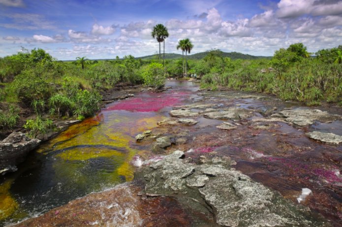 DevocionUSA's tweet image. #Cañocristales – "Liquid Rainbow" This river’s bed changes color between yellow, green, blue, black, and red, from July through November.