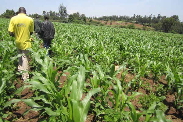 PeopleDailyKe's tweet photo. Elgon Kenya partners with Dudutech in an integrated pest management drive https://t.co/NSphb7y68n  #TalkToPD https://t.co/64YqyHQKfT