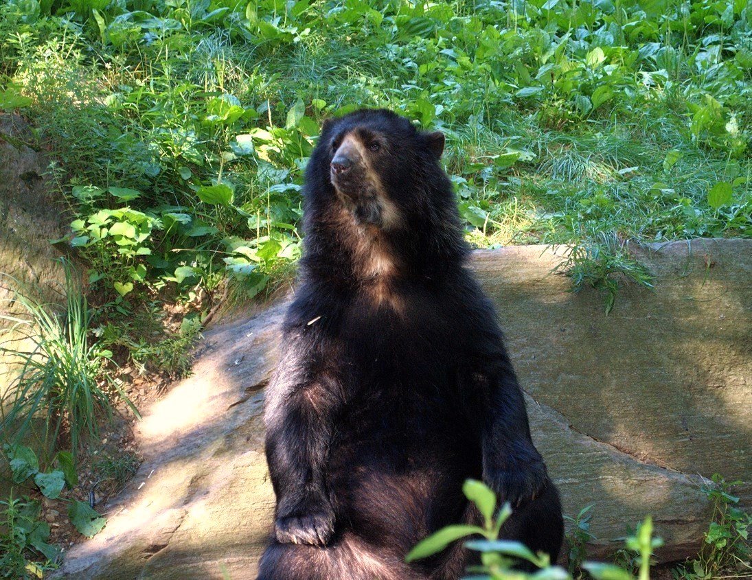 coolearth's tweet photo. Did you know Paddington is based on Peru's spectacled bear? We're protecting the habitat of this incredible creature #lovethebear https://t.co/O72Pjp15nj
