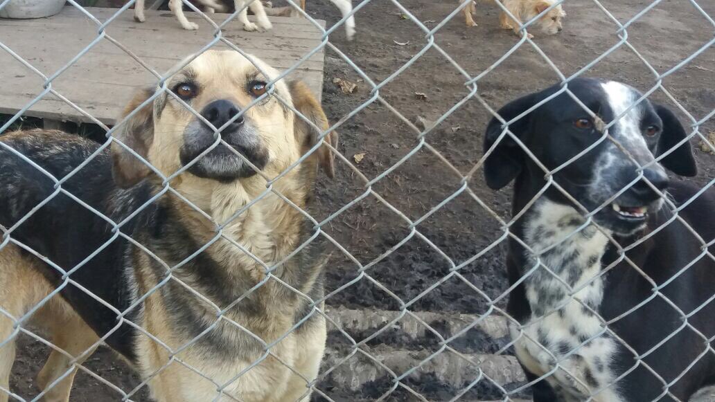 animaliuspyba's tweet photo. USME/ HOY MARTES 7 de Noviembre, Esterilizaciones Gratuitas SUCRE- Salón Comunal!!! #Animalius, #DerechoAnimal https://t.co/dqwUiEuBDs