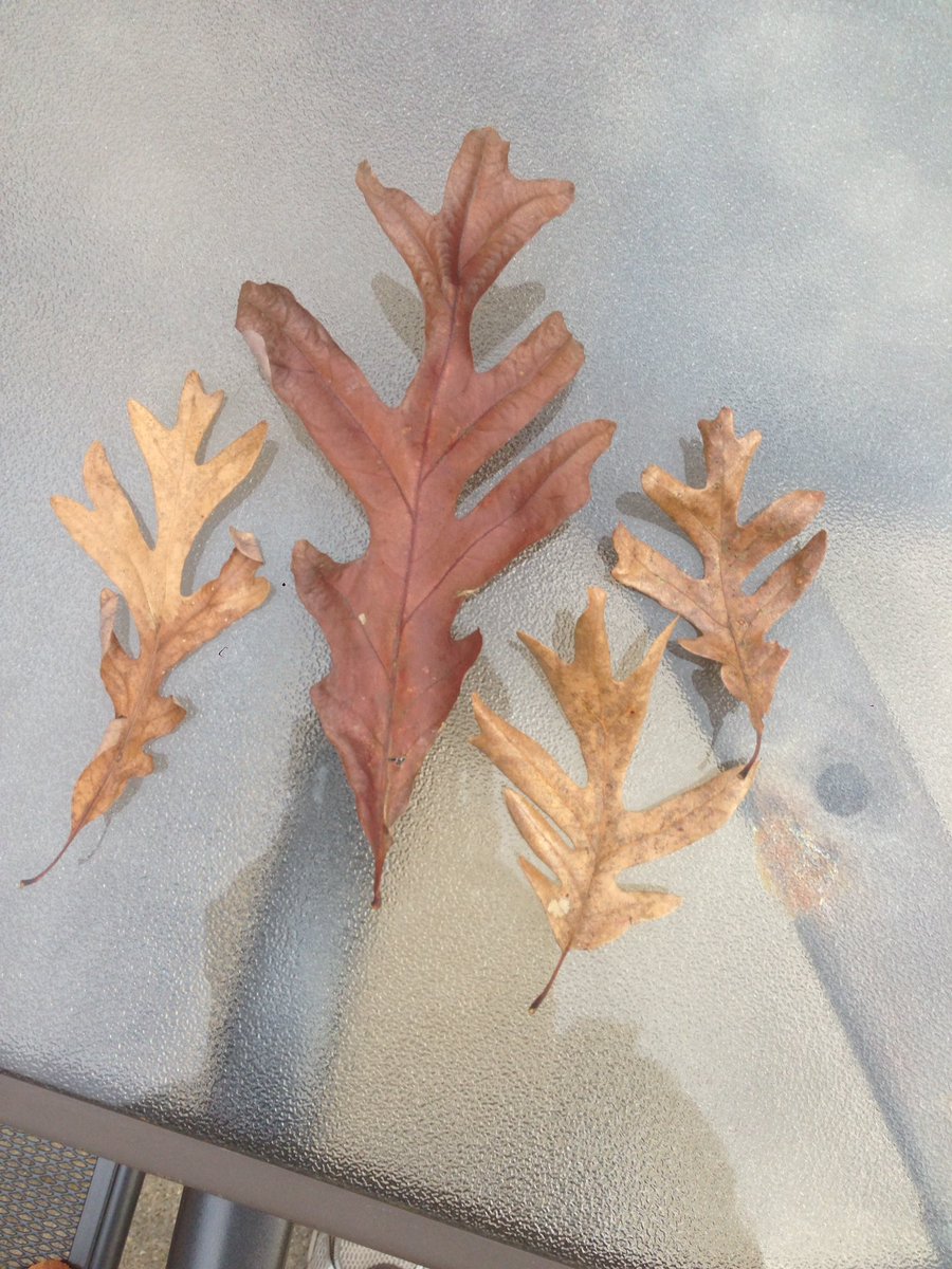 stephen_james_p's tweet photo. Some White Oak leaves from @TreesVA #whiteoaktree #biodiversity #nativespecies @onetreeplanted @PresTreeServ @TreeHugger https://t.co/xeCxl7aVrG