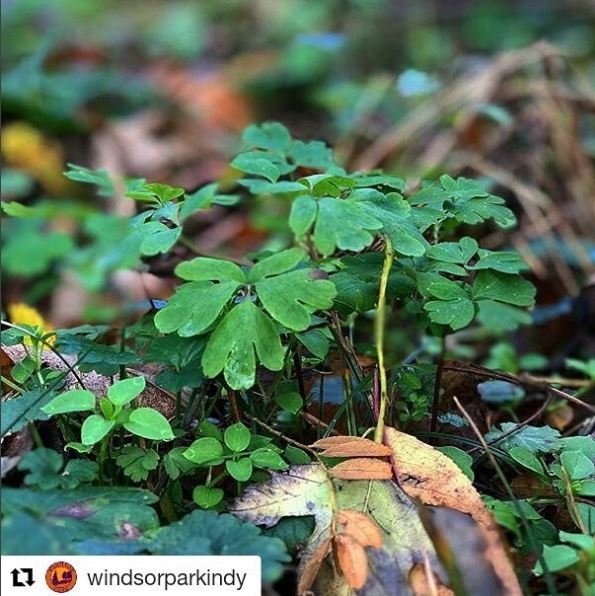 IndyParksandRec's tweet photo. #WindsorParkIndy is starting the week off right by spending some time at #SpadesPark #LeafWatching https://t.co/wIUDZV0I5j https://t.co/M19TTkpRWR