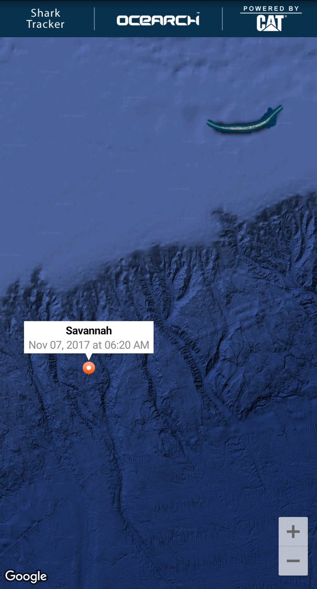 SharkSavannah's tweet photo. Mornin Everyone! #FinWave Swimmin & pingin this fine Tuesday. 🦈 Hope ya'll have a great day! #DontFearTheFin https://t.co/LkNjf61Yas