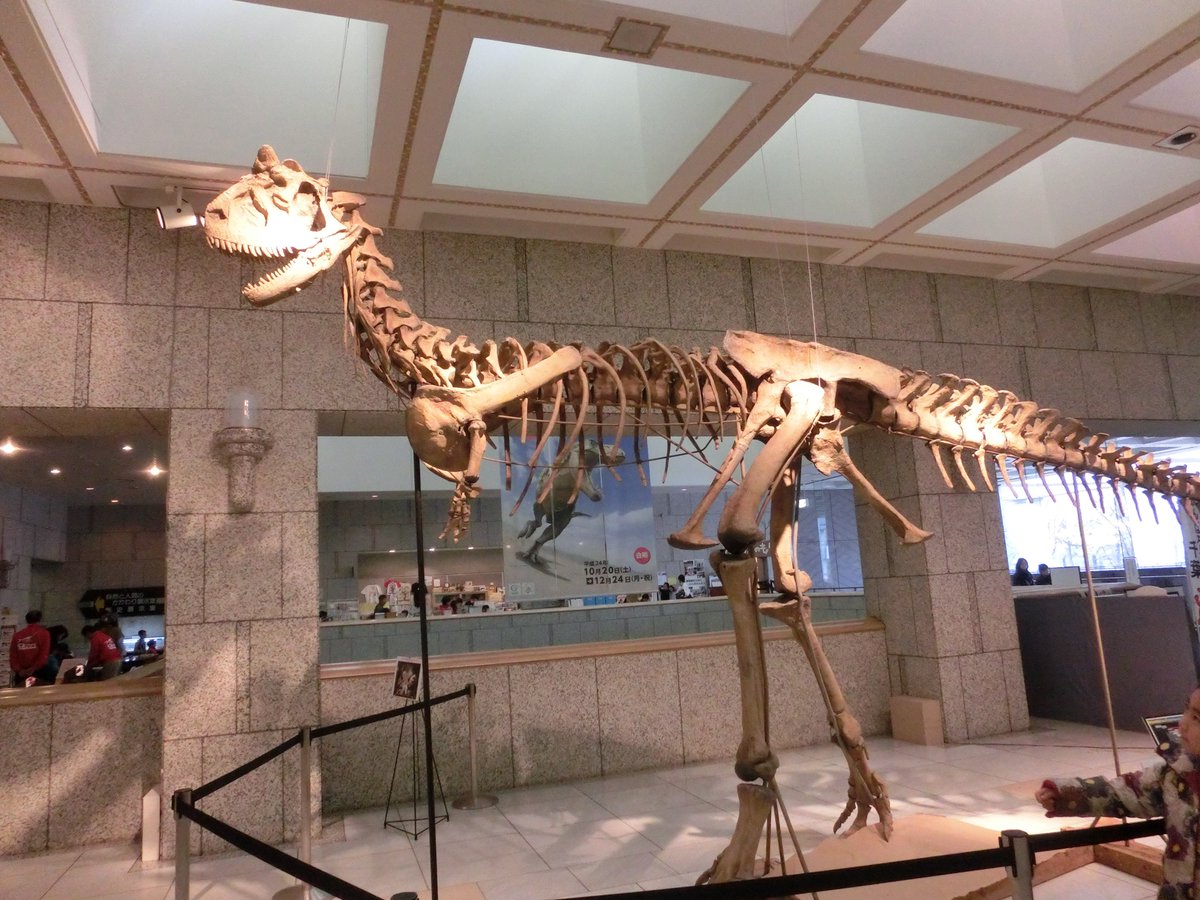 Asa Twitterissa 短いお手手の肉食恐竜 南半球代表のカルノタウルス選手も立派な肩甲骨をお持ちです