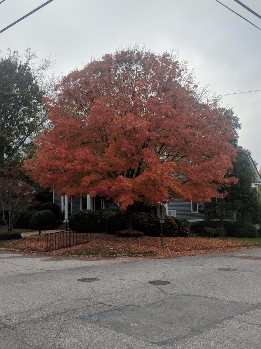 ecommerceaholic's tweet photo. Great scenery on my morning walk. #AlabamaFall https://t.co/eAavUsAfpU