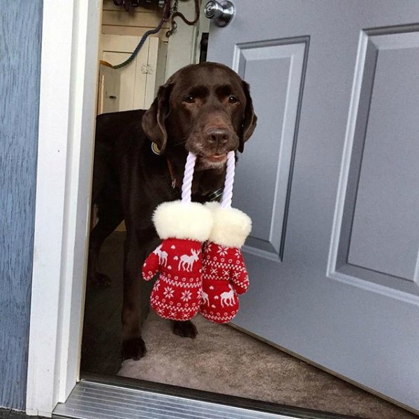 barkbox's tweet photo. "You sure you don't wanna borrow my mittens?" #BundleUpPup #barkxtarget https://t.co/WbPGDMPOfr