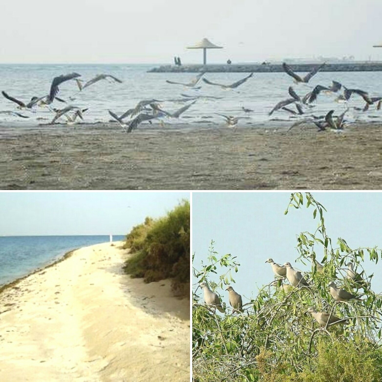 القنفذة نت على تويتر جزيرة أم القمري مقصد القنفذة السياحي ومقصد للطيور المهاجرة