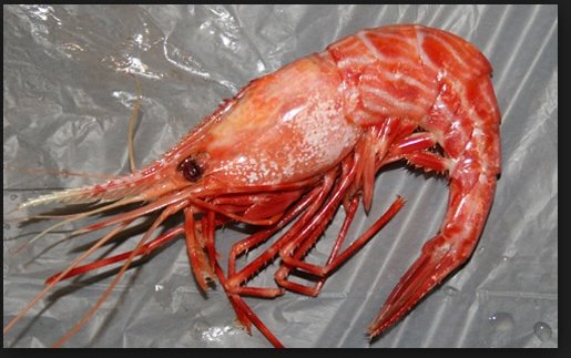 독도새우 메뉴에 일본이 부들부들이다. 
왜 한미일이 공조는 가능해도 군사동맹은 불가능한지 새우한마리로 미일 및 수구 보수들에게 설명한 셈이다.