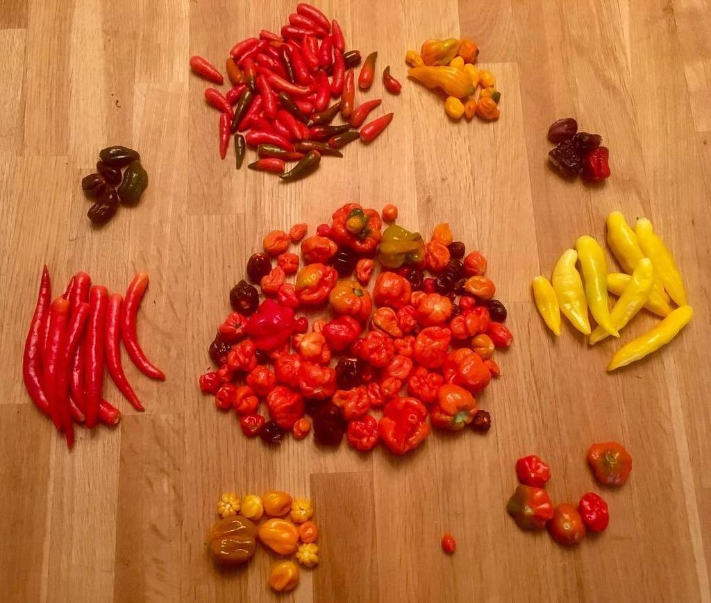 screaming_chimp's tweet photo. Not a bad pick considering the weather. #fresh #chilli #homegrown in my #greenhouse #keeponchimpin and #screamifyo… https://t.co/AYT6Sad3pP https://t.co/mi2KBJZhnl