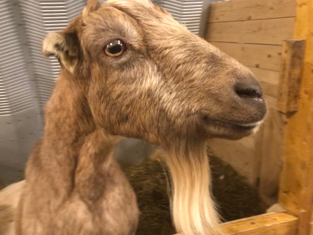 Want to decrease cortisol, increase dopamine+oxytocin &amp; have FUN? Enjoy "animal therapy" right here in #Ottawa! sarahtalksfood.com/animal-therapy/