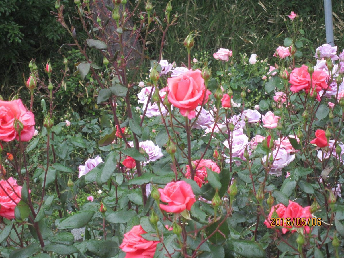 Good night ✌️✌️✌️❤️❤️❤️🌹🌹🌹🌹