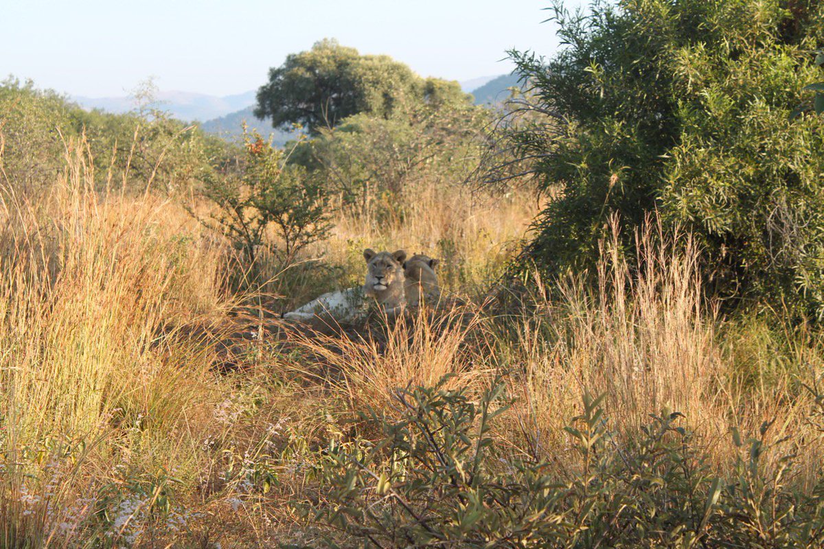 grabbinglife's tweet photo. Our fav pics from prev trips! More lions in #Pilanesburg #SouthAfrica. #wildlife #naturephotography #travelphotography https://t.co/43CrVztqJR