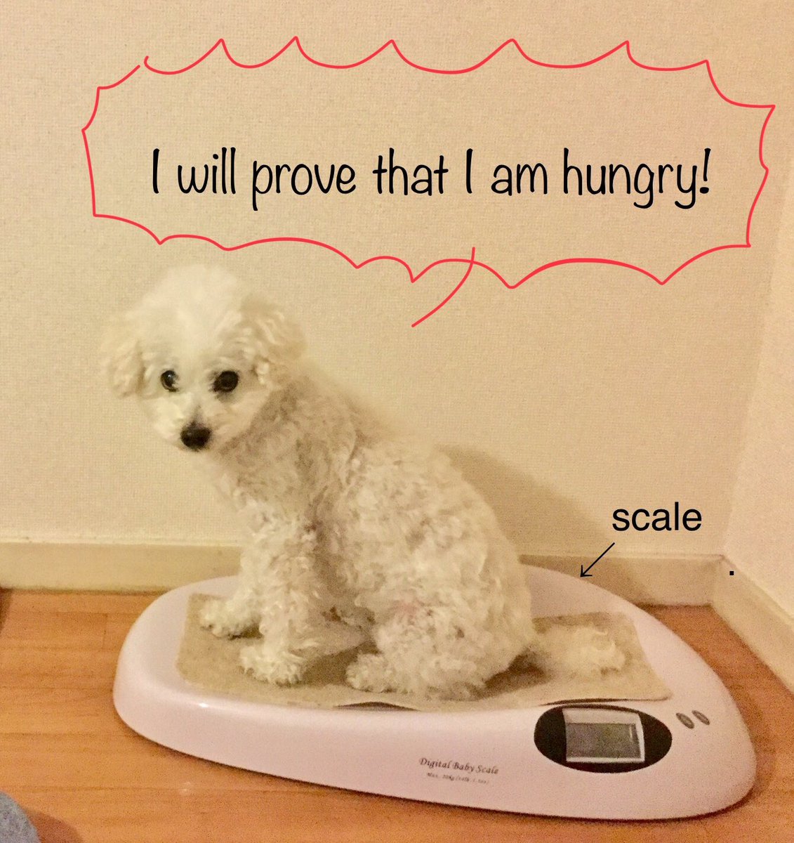 MilkieVivian's tweet photo. Sometimes, I find my dog on a pet scale.#petscale #勝手に体重計に乗る犬 #toypoodle #funnydog #nodognolife #babyscale https://t.co/60ii9j2uYL