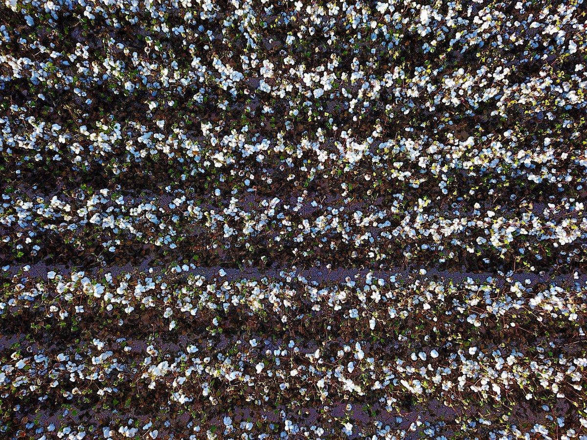 RivulisOfficial's tweet photo. This photogenic pattern of a Cotton farm at El Sabinal Chihuahua, Mexico, is a result of  #NDJ_MX irrigation project with #Taldrip😀 https://t.co/yJL26sYSUH