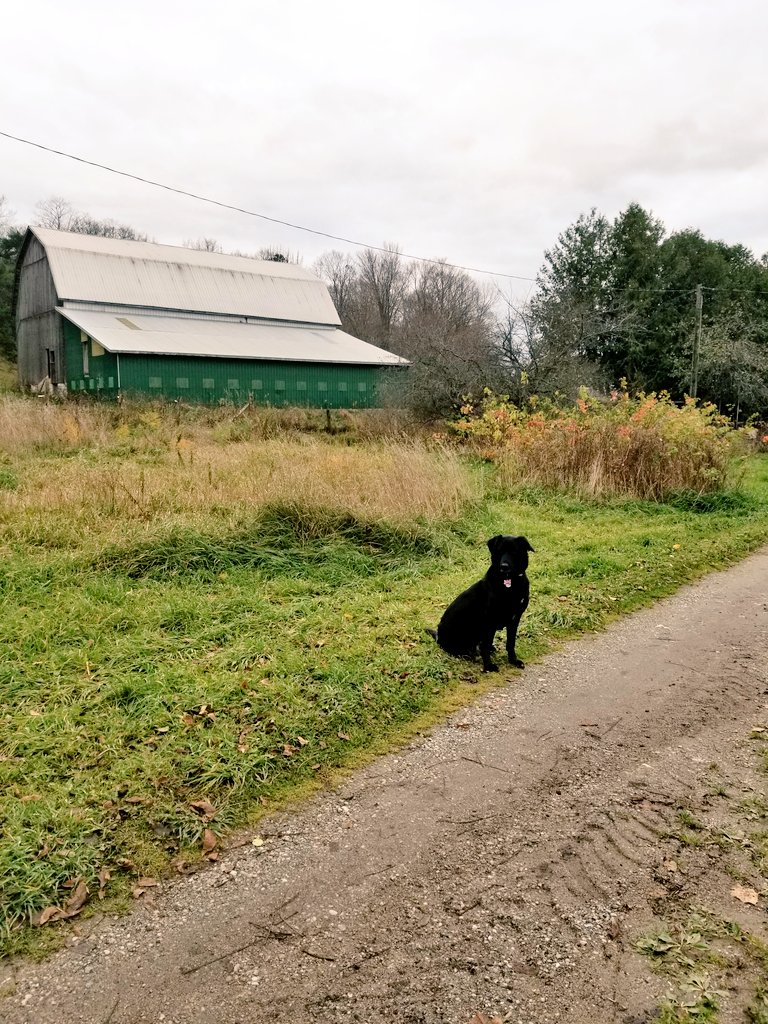 chancesmommy's tweet photo. Another beautiful day on the farm. #Manitoulin #LetsLiveBig #PurinaPetPeople https://t.co/d9sk1tfTfr