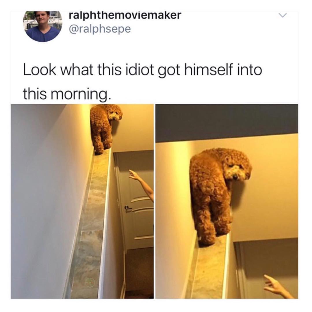 MensHumor's tweet photo. What a dope! https://t.co/zEtDCmGPXW