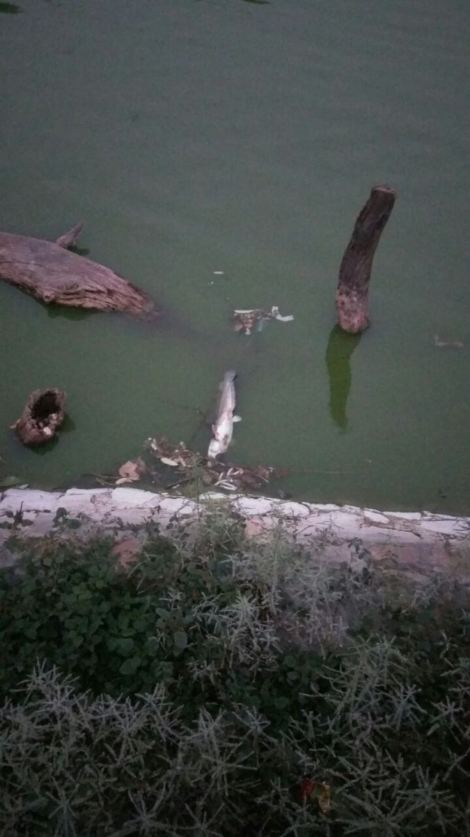 IndiaEvolves's tweet image. Help us build #island clean the #lake #delhipollution
reclaim your rights,help the dying fishes
#MyCleanIndia #SwachhBharat #Sustainability