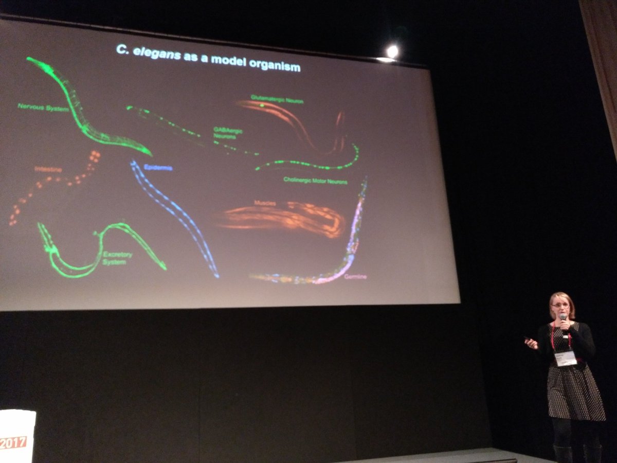 #StefanieSeelk talking about modeling laminopathic diseases in #Celegans <a href="/TursunLab/">TursunLab</a> <a href="/MDC_Berlin/">Max Delbrück Center</a> <a href="/BIMSB_MDC/">MDC-BIMSB</a> 
#futuremed17 #sciencematch