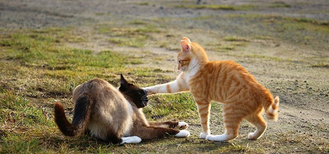 _SEM's tweet photo. Google Suggests Both SEOs &amp; Developers Are To Blame For Ego Fights: It… https://t.co/28gt1J0unt #seosearchengineoptimization #TweetToTheTop https://t.co/DnTHAISiUN