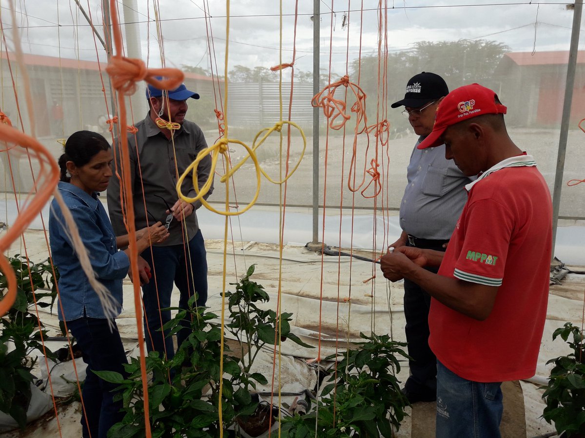 IngOrlandoM's tweet photo. Visitamos EIPAS Valle de Quibor donde verificamos la Produccion de las Casas de Cultivo Protegida y luego una Asamblea con los trabajadores! https://t.co/taQwyXAHxt