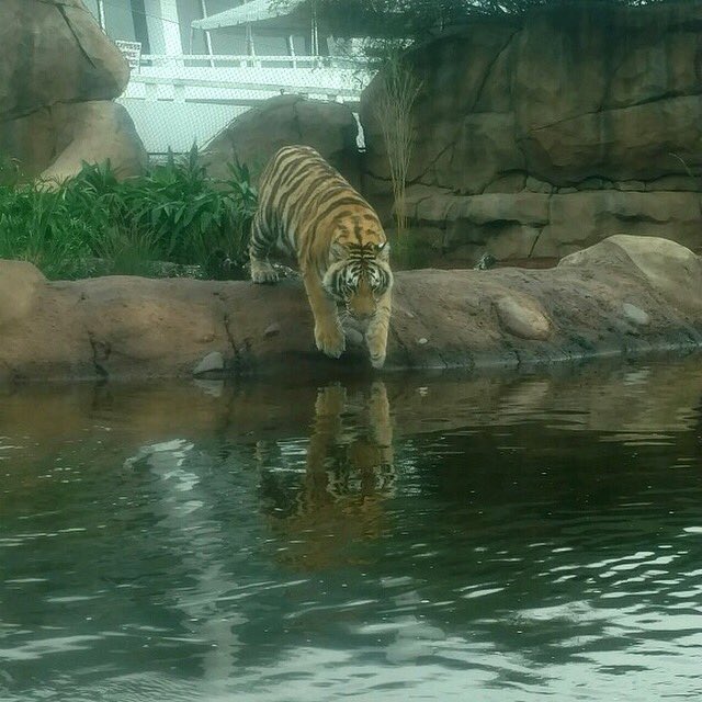 MikeTheTiger's tweet photo. I am one good looking Tiger. https://t.co/rcizdPbKq9