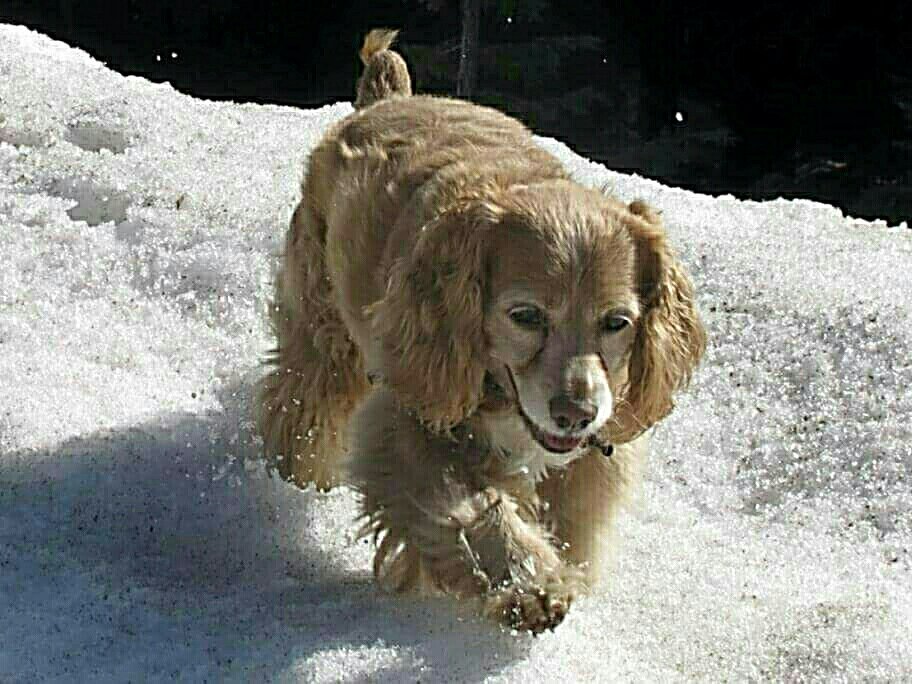 SimonleDog's tweet photo. Brrr...it's cold out there!
#itsacoldone #petsgetcoldtoo https://t.co/xoEjpkZZYy