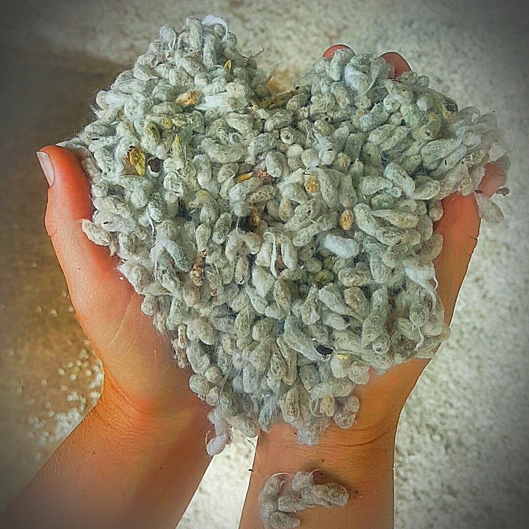 jdjcattleco's tweet photo. Cotton isn't just used for people clothing. The hulls and fuzzy seeds are used in animal feeds.  #CAO17 #cropfacts #cotton #Farm365 https://t.co/fEQz0WMnEW
