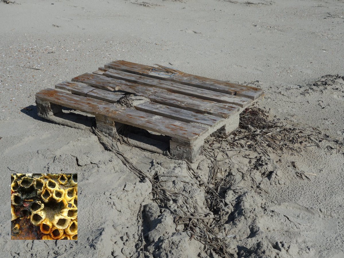 #aangespoeld #pallet #strand #strandvonderij