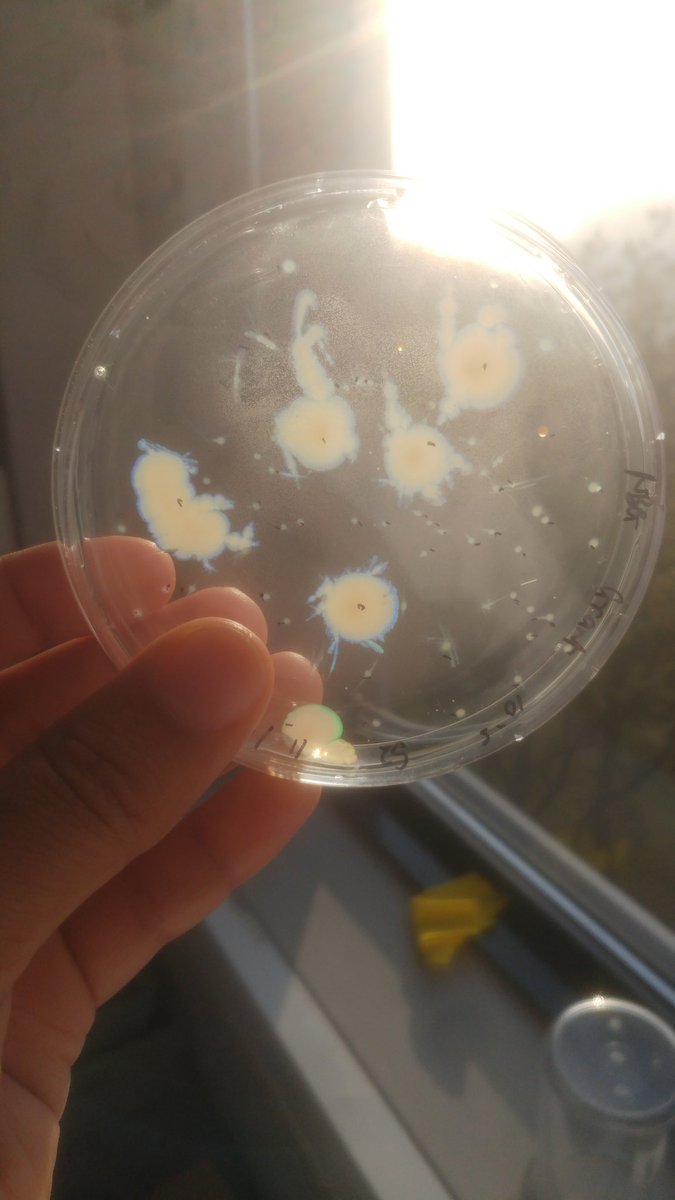 noresearchgrant's tweet photo. I have the coolest iridescent bacteria growing on my plates! 😱🔬🌈. 
#WUR #microbiolgy #marinebiodiscovery  #deepseasediments #MarPipe https://t.co/cSIpV1WH4O