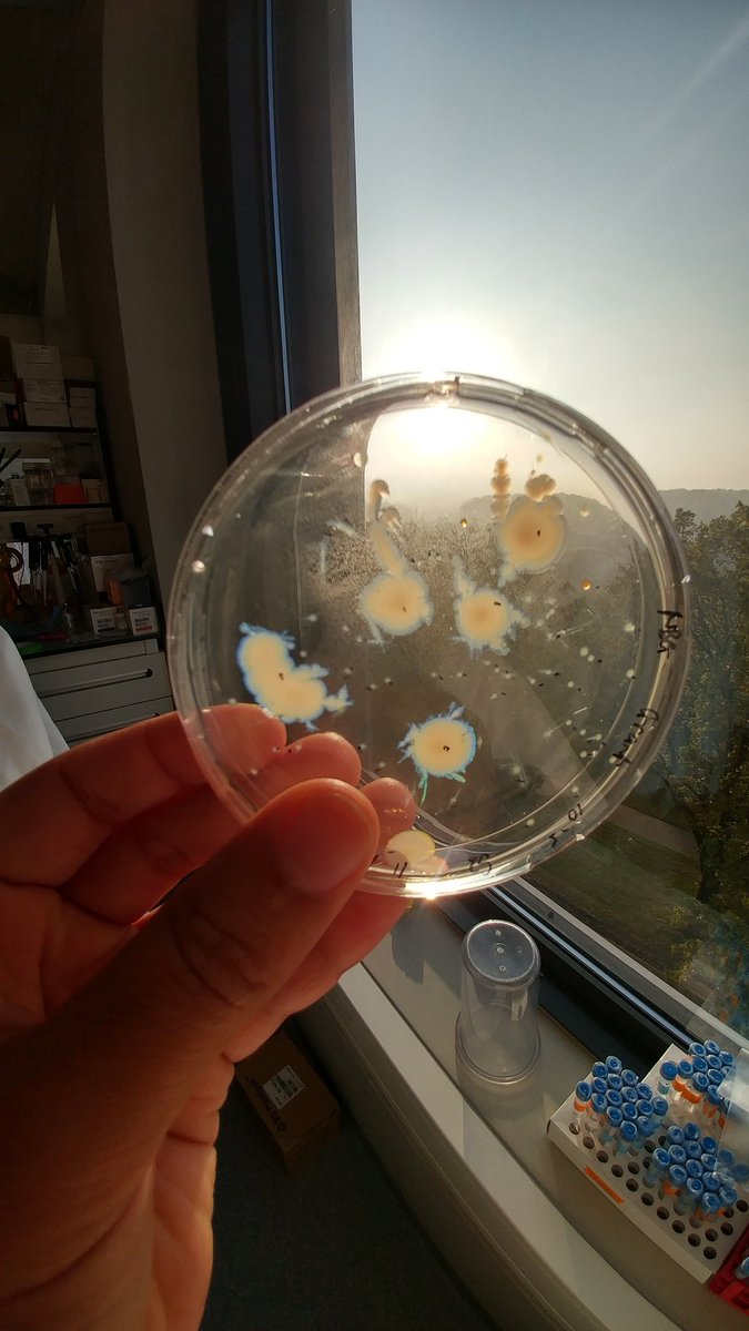 noresearchgrant's tweet photo. I have the coolest iridescent bacteria growing on my plates! 😱🔬🌈. 
#WUR #microbiolgy #marinebiodiscovery  #deepseasediments #MarPipe https://t.co/cSIpV1WH4O