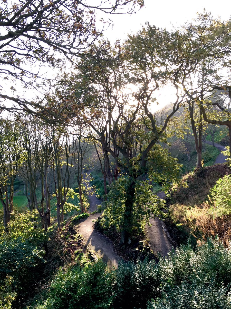 HLFSCGardens's tweet photo. These photos were sent to us by a local #Scarborough resident - the morning sun shining through the trees - beautiful! Natural #heritage https://t.co/B05DaR5cGZ
