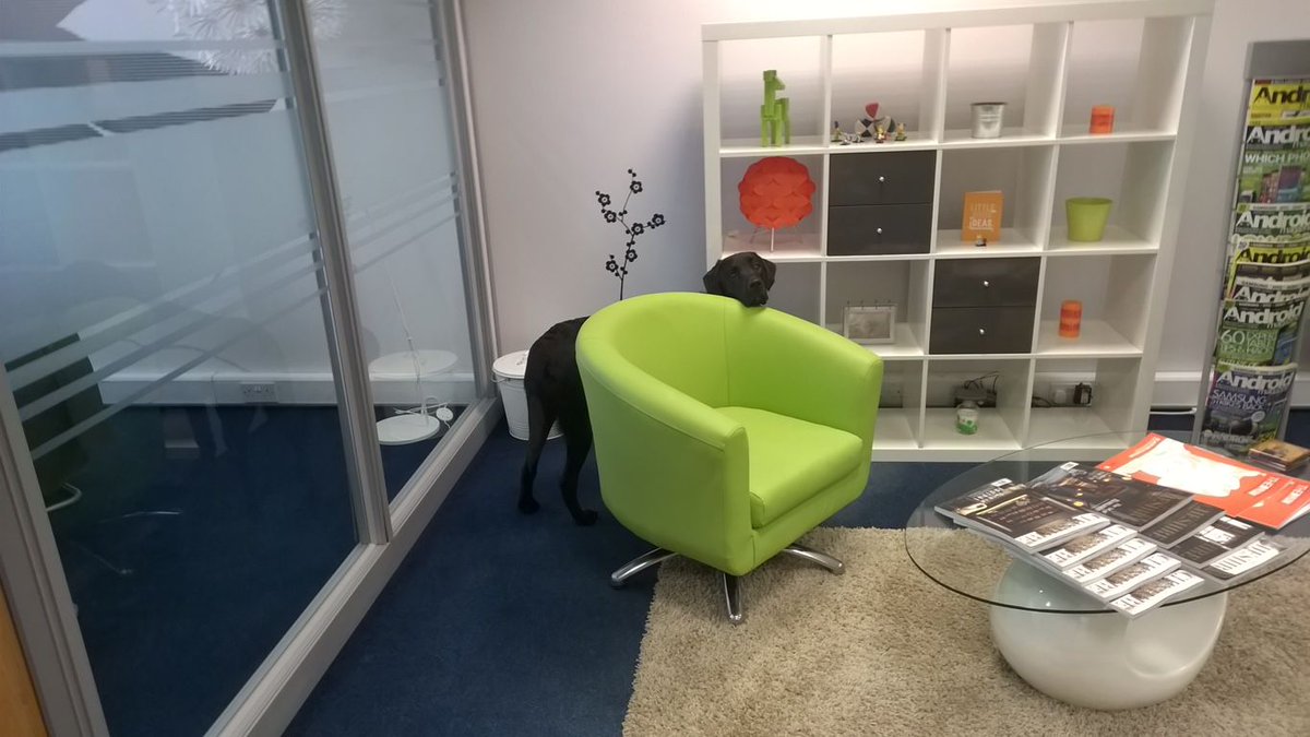 csimedia's tweet photo. Sir Wilson, our office canine was up to something. #Officedog #csimedia #webdesign https://t.co/joaYHEHmAk
