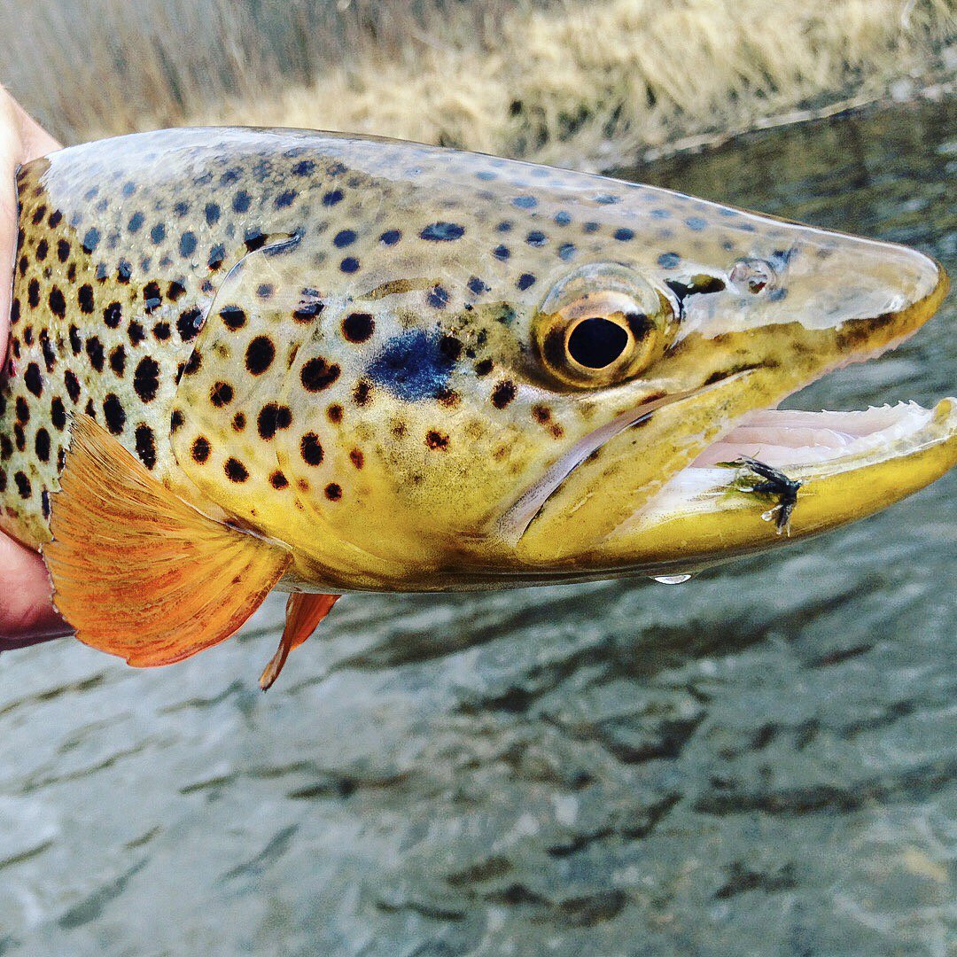 MinturnAnglers_'s tweet photo. These colors are truly amazing #bluecheeks #finstagram #flyfishing #onthefly #browntown #angler #optoutside #fall #nature #fishing Rodcuffs https://t.co/jGl6ucWPKt