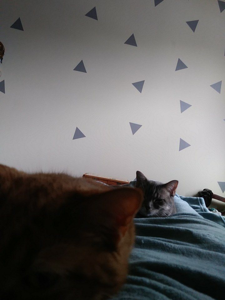RonsPigwidgeon's tweet photo. Shout out to my cats who have no prob cuddling my invalid ass for the last four days #blesscats #sotiredofbeingstuckinbed https://t.co/lh3zQmc99i