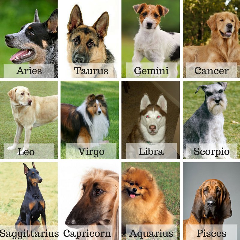 GregoryTarot's tweet photo. Schedule your psychic phone reading now! https://t.co/nCeHMKEV6H #psychic #dogs #zodiacdogs #zodiac https://t.co/RDmkJi4ZGT