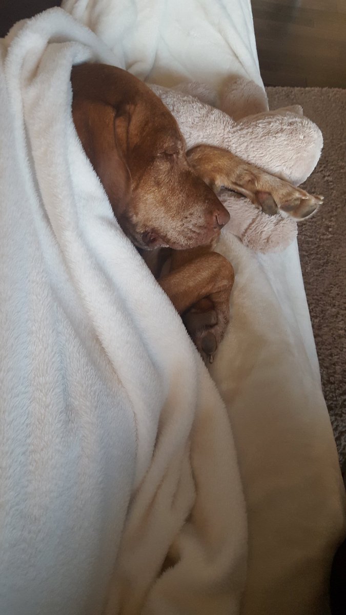 2DogsAtSunset's tweet photo. Got a chance to sneak on the couch for an early morning snuggle nap beside my  humum #Vizsla #snugglebug https://t.co/DZ1QlYc7Q9