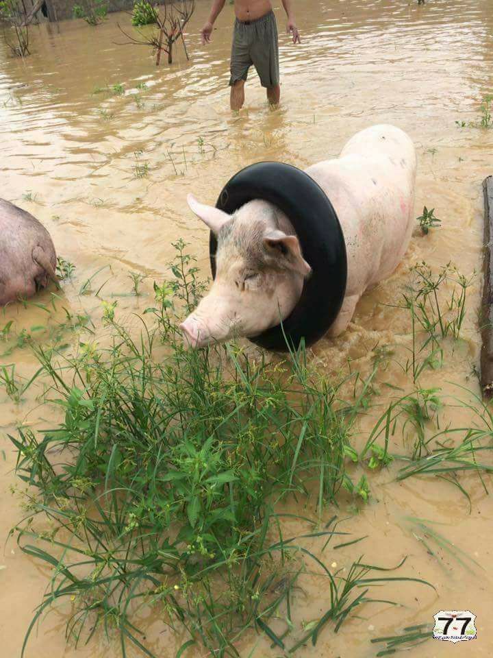 danangcooking's tweet photo. I need to save my life too! 
#danang, #hoianflood, #danangcooking. https://t.co/X8toSYXbgl