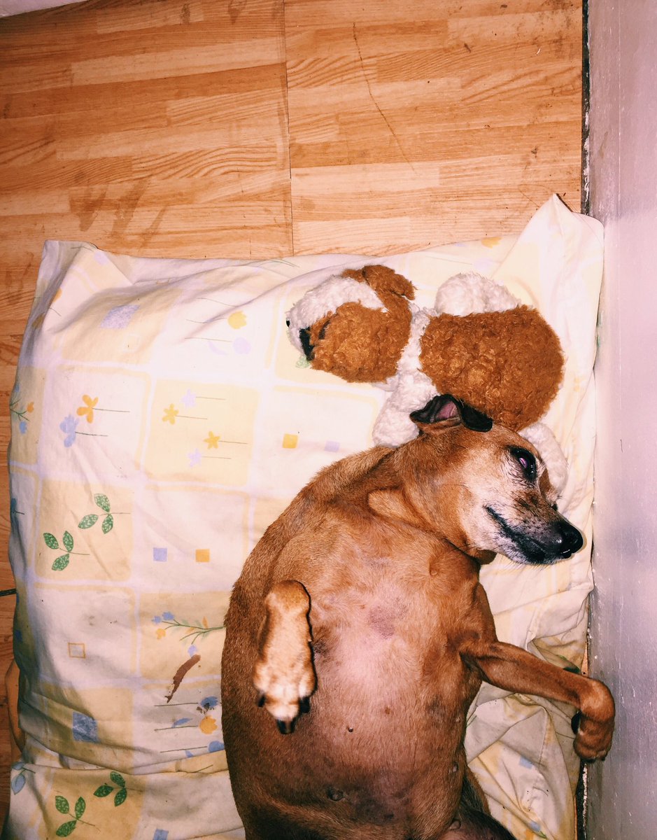 shyfelias's tweet photo. Who are you tryna kid that you're cute??? Tell me!! #doggo #cutiepet #pinchie #mybibi #horribleposture https://t.co/0tYrQKtxzB