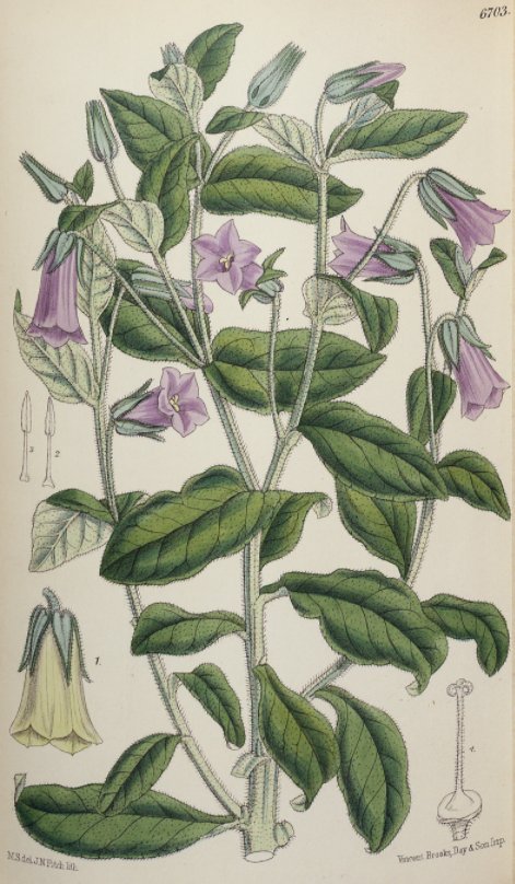 WileyEcology's tweet photo. Celebrate the life and work of famous botanist Sir Joseph Dalton Hooker in Curtis’s Botanical Magazine: https://t.co/dUrNflASAO @KewScience https://t.co/qlNZIa1HD2