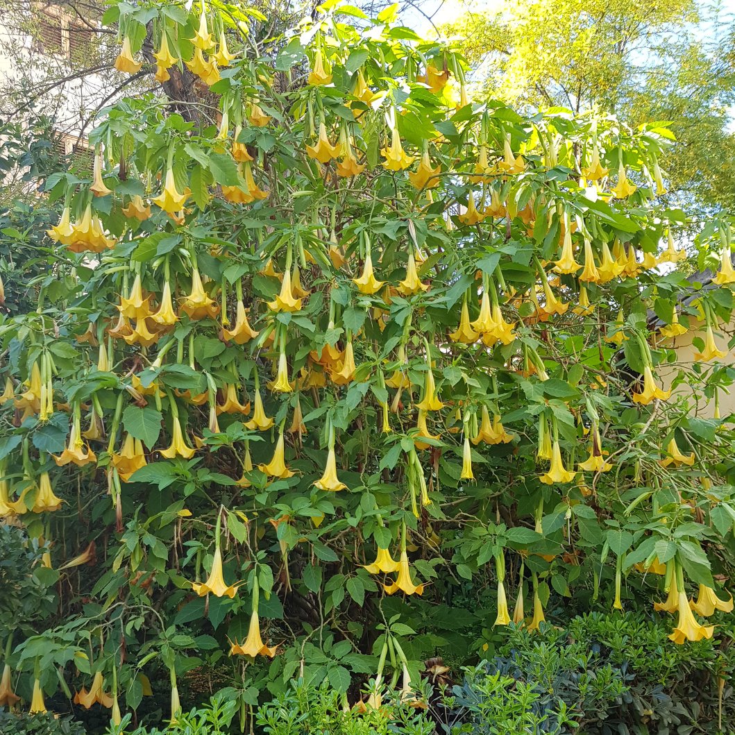 sergiocumitini's tweet photo. Autumn in bloom in our #mediterraneangardens in #Sicily thanks colourful trumpets of Brugmansia https://t.co/S7gIaHvkpa