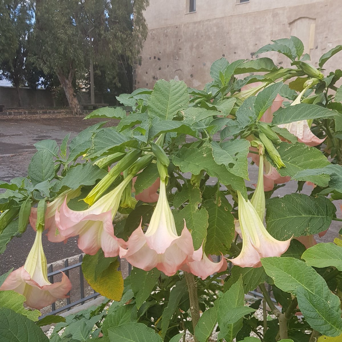 sergiocumitini's tweet photo. Autumn in bloom in our #mediterraneangardens in #Sicily thanks colourful trumpets of Brugmansia https://t.co/S7gIaHvkpa