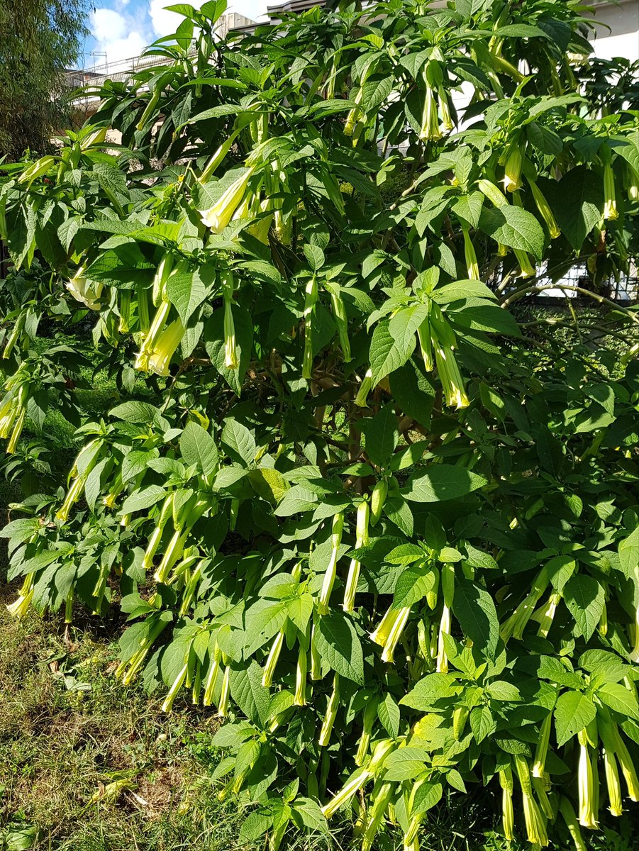 sergiocumitini's tweet photo. Autumn in bloom in our #mediterraneangardens in #Sicily thanks colourful trumpets of Brugmansia https://t.co/S7gIaHvkpa