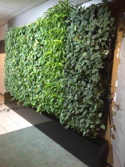 Greenwall_nl's tweet photo. Een mooie foto van een groene wand op kantoor voor een beter binnenklimaat. Wil je ook meer groen op kantoor? Neem dan contact met ons op. https://t.co/xoHr4nVapj