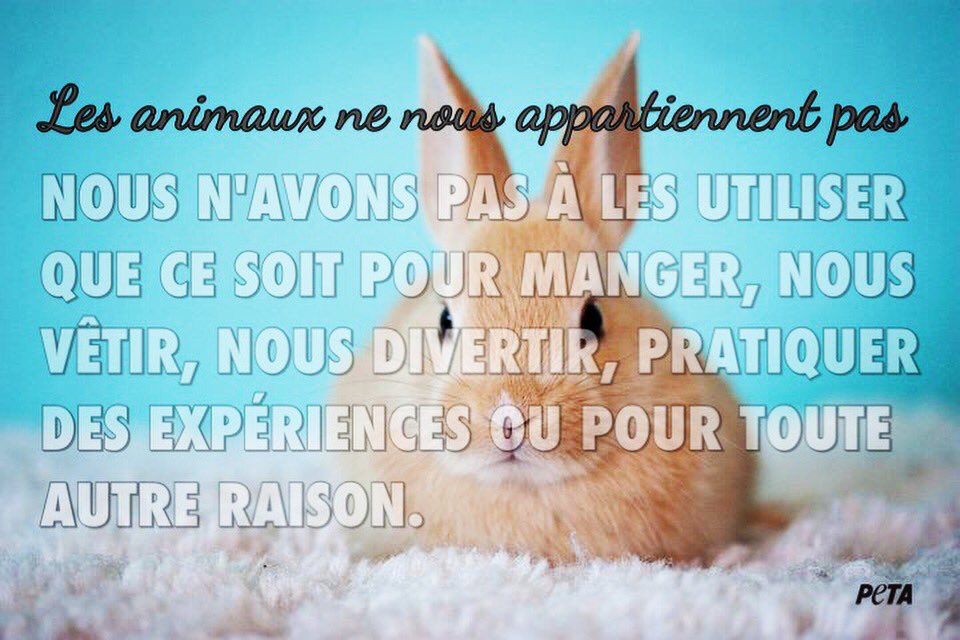 PETA_France's tweet image. Les #animaux ne nous appartiennent pas et nous n'avons pas à les exploiter. RT si vous êtes d'accord 🐰 #peta