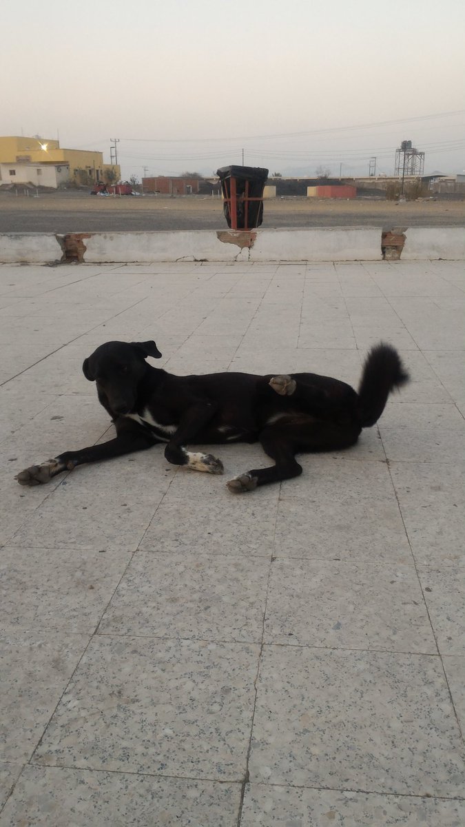 mrcuriouss's tweet photo. Nemu anjing ini di halaman masjid rest area antara Makkah &amp; Madinah. She's wagging her tail!! Tp sayangnya gue ga ada makanan buat dibagi :( https://t.co/hmg8QghtfD