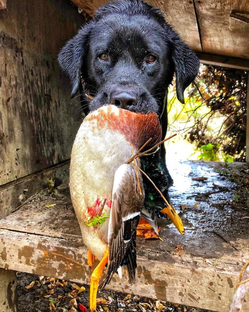 TonyVandemore's tweet photo. Live from HF, it’s #TakeEmTuesday!! #Ki #Duck17 #HabitatFlats #CabelasCanines https://t.co/5z5yvLrojf https://t.co/0zbXgTNLLr