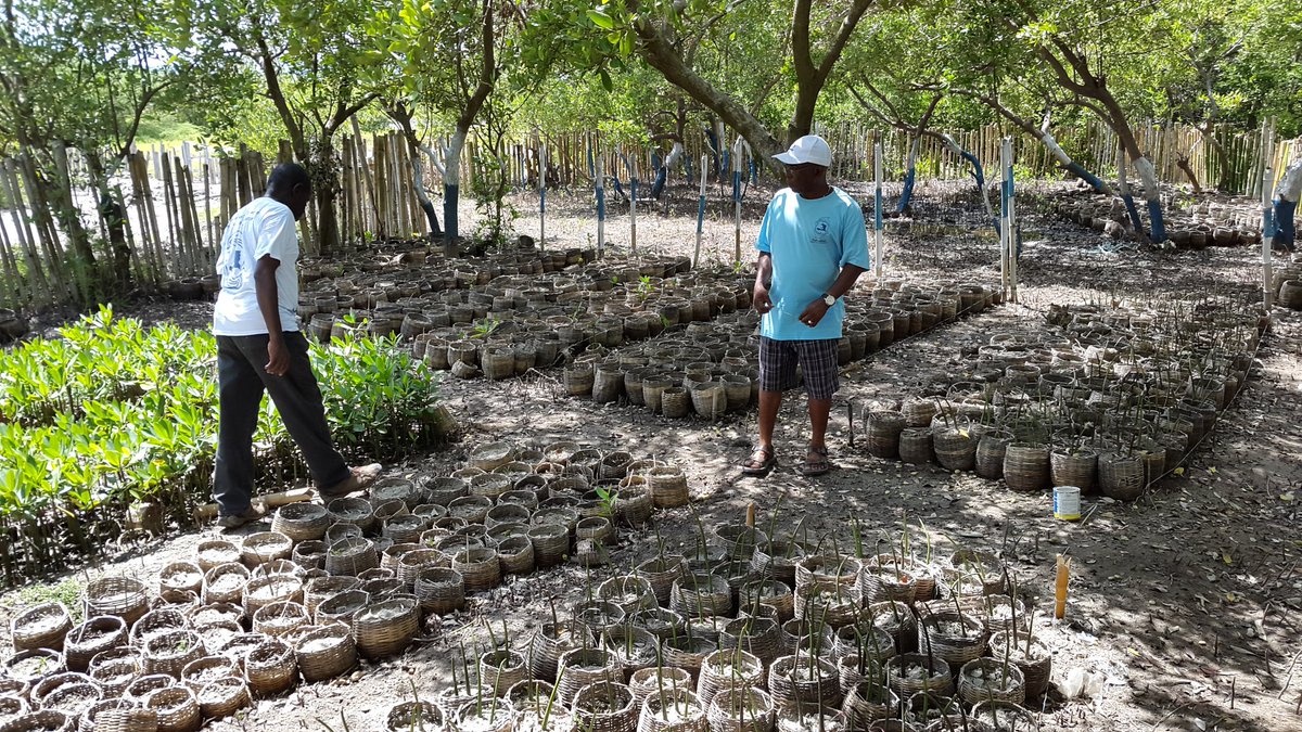 FoProBiM's tweet photo. #FoProBiM repairs to mangrove nursery in AP3B/Caracol after storms almost completed. Thanks to USAID, Barr Foundation, Dubois and Sonson. https://t.co/ijzoXEcFt0