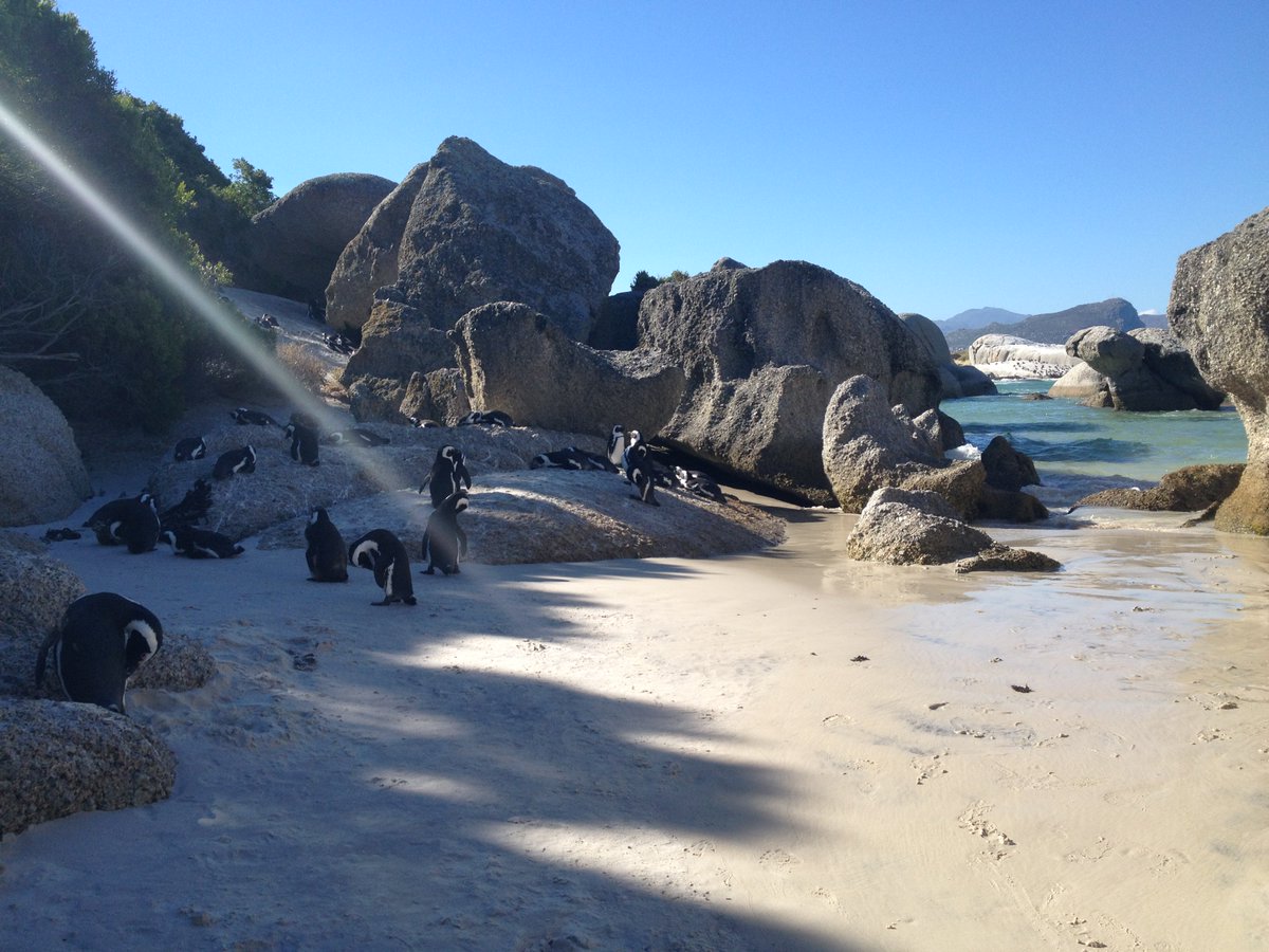 afrika4you's tweet photo. Family affairs at #bouldersbeach #simonstown #southafrica #penguins https://t.co/bPJs4998sG